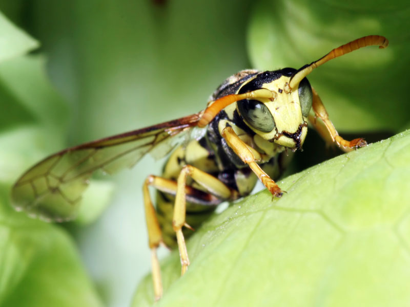 Getting rid of wasps within the home | Online Pest Control