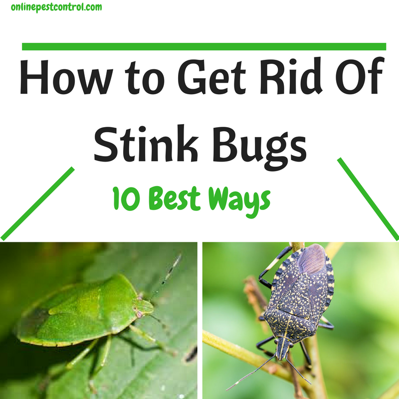 How to Get Rid of Stink Bugs: 10 Best Ways - Online Pest Control