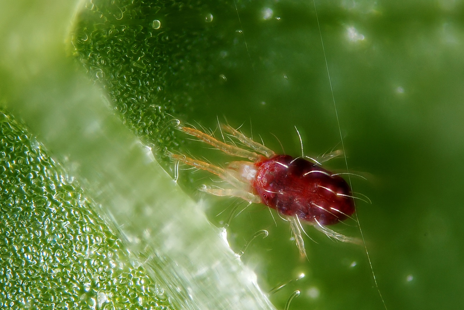 Ways To Control Spider Mites Online Pest Control