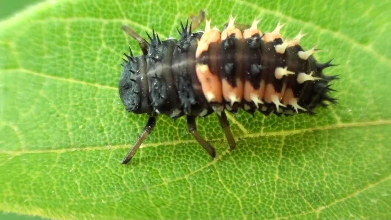 beetles larvae larva harmonia axyridis