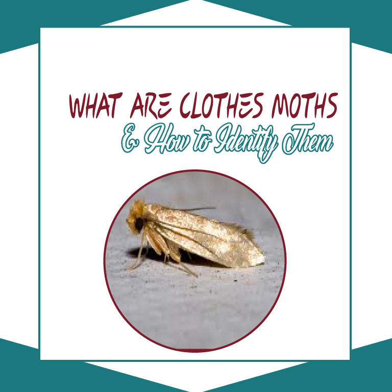 What are Clothes Moths and How to Identify Them - Online Pest Control
